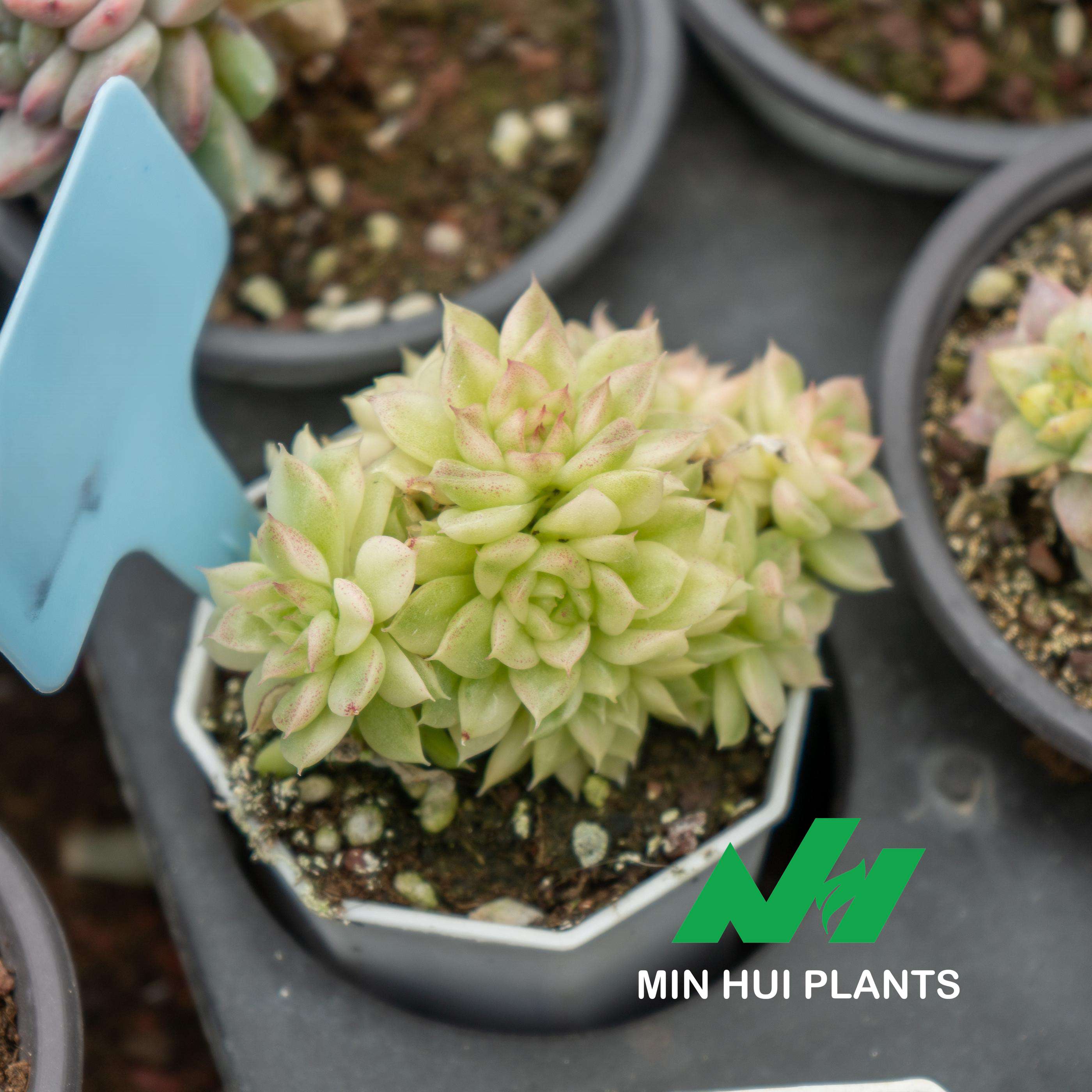 MinHui Plants-Lime Whisperer thumbnail 2